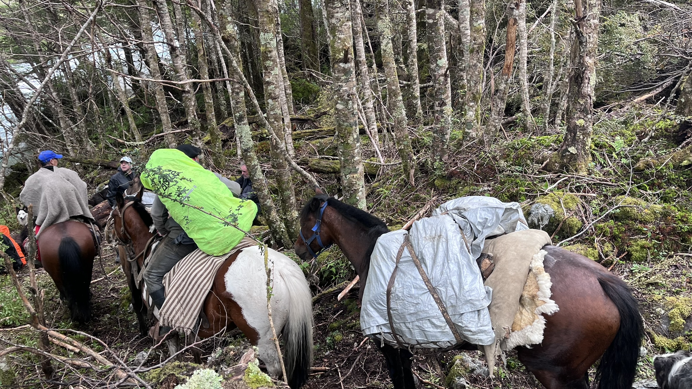 Pilcheros arriero caballos Torres del Avellano