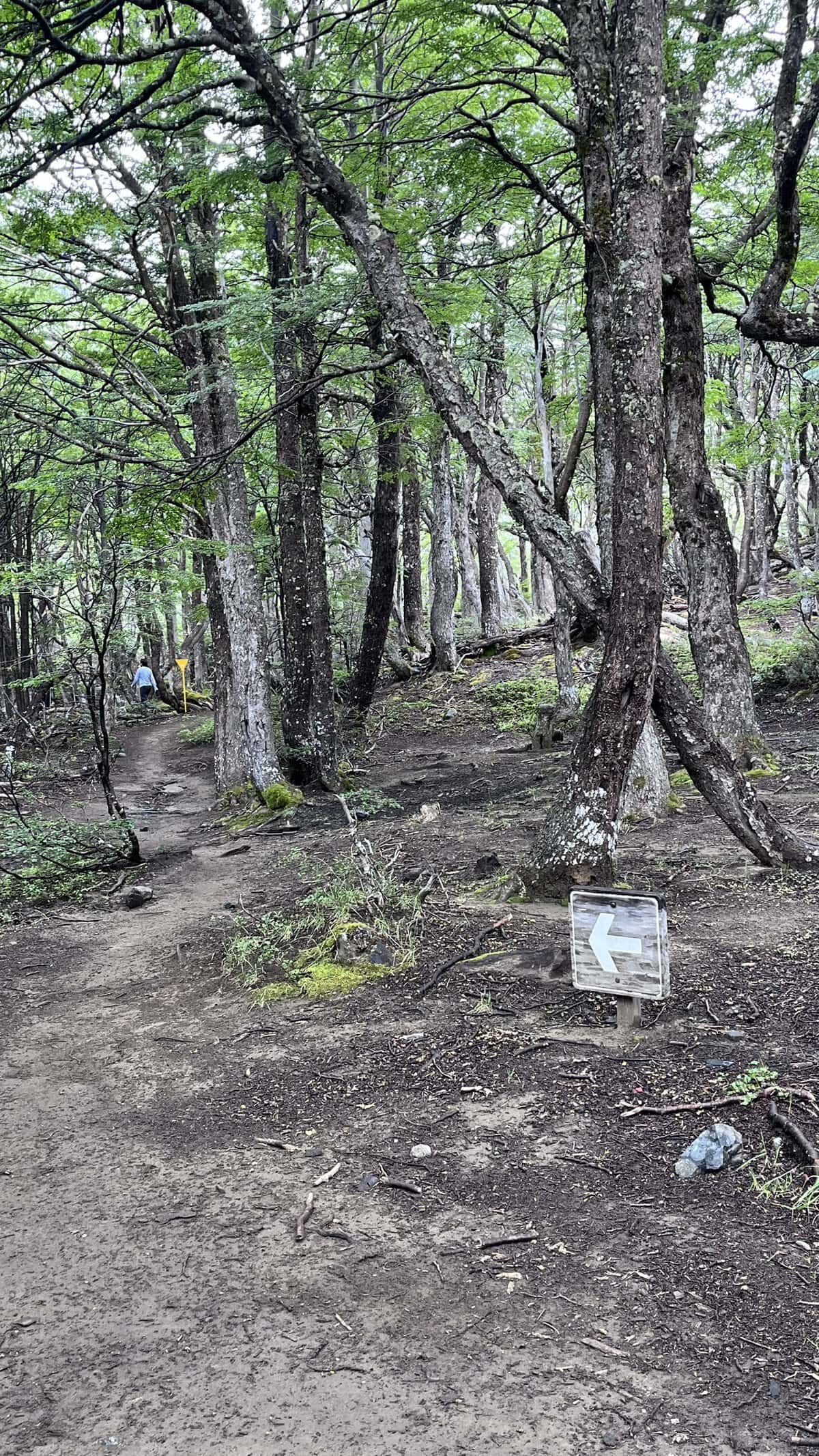 Bosque de lenga en el descenso final — Día 4 Las Horquetas